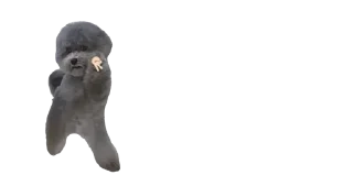 🐈