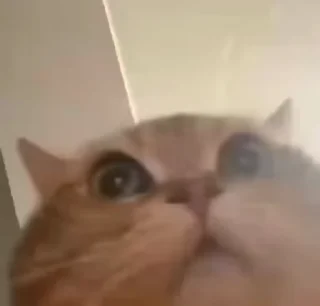 😺