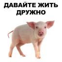 🐖