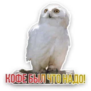 🦉