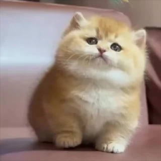 🌟