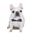 🐶