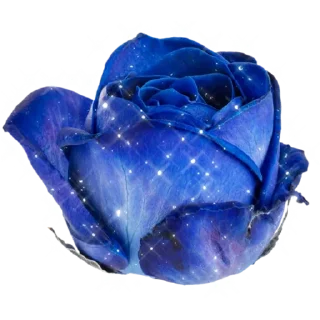 🌹