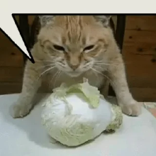 🐈