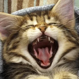🙀