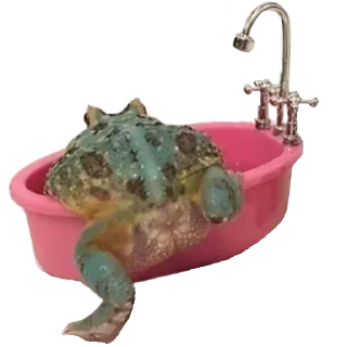🐸