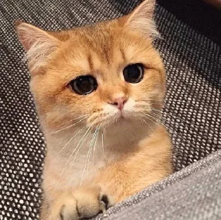 🥺