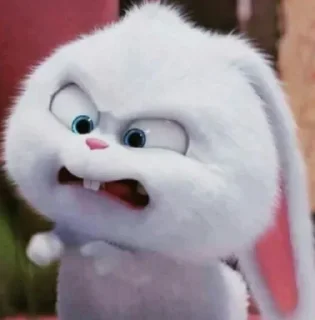 🐰