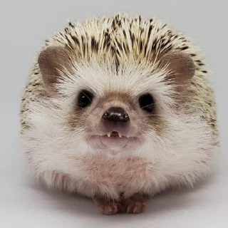 🥺