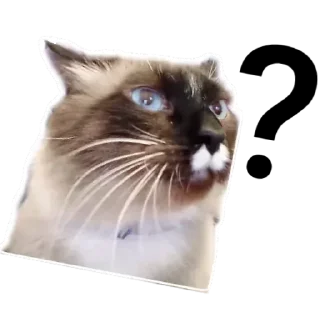 🐱