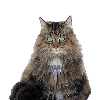 @STIKERFORALL CATSGATTIGATOS