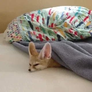 😴