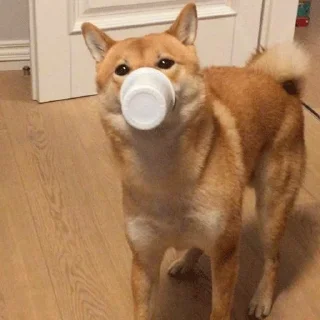 🐶