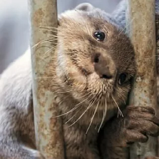 🥺