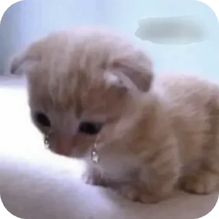 🐱