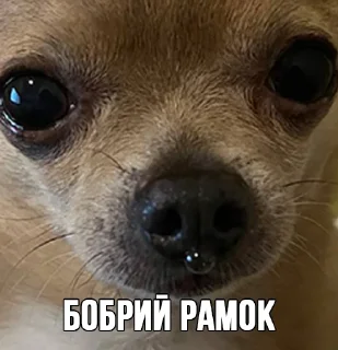 МурМарсік