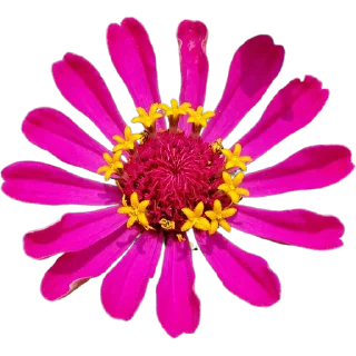 🌸
