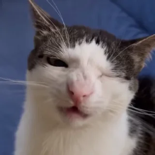 😸