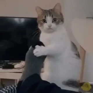 🥺