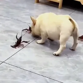 🐩