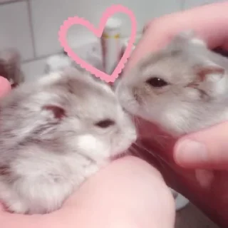 💗