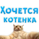 🐱