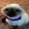 Мяу