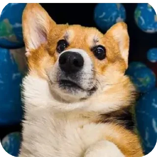 🐶