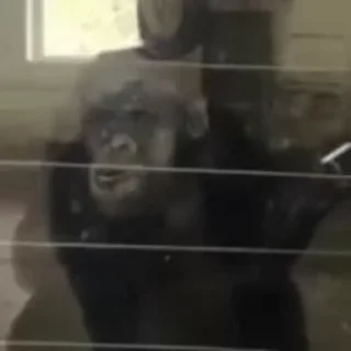 🐵