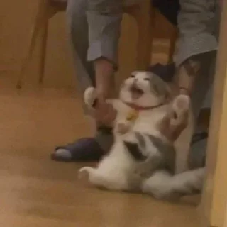 🐈‍⬛