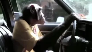 🐒