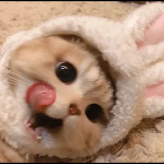 😼