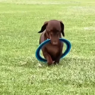 🐩