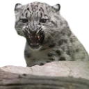 😾