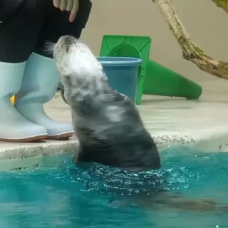 💃