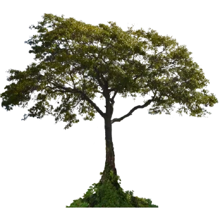🌳