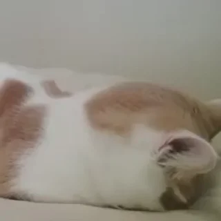 🐾