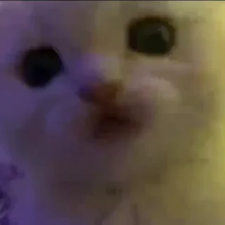 🐱