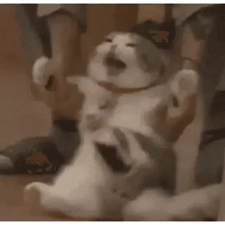 🐱