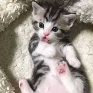 🐱