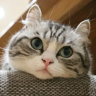 😪