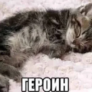 🐱