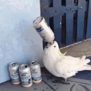 🦜