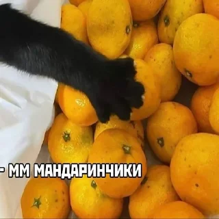 🍊
