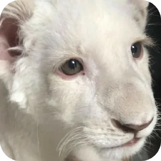 🐱