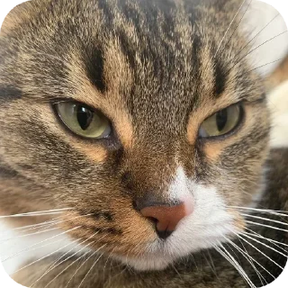 🐱