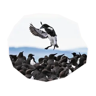 🐧