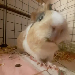 🐹