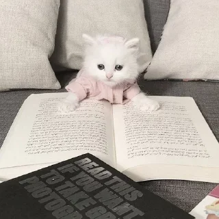 🐈‍⬛