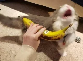 🍌